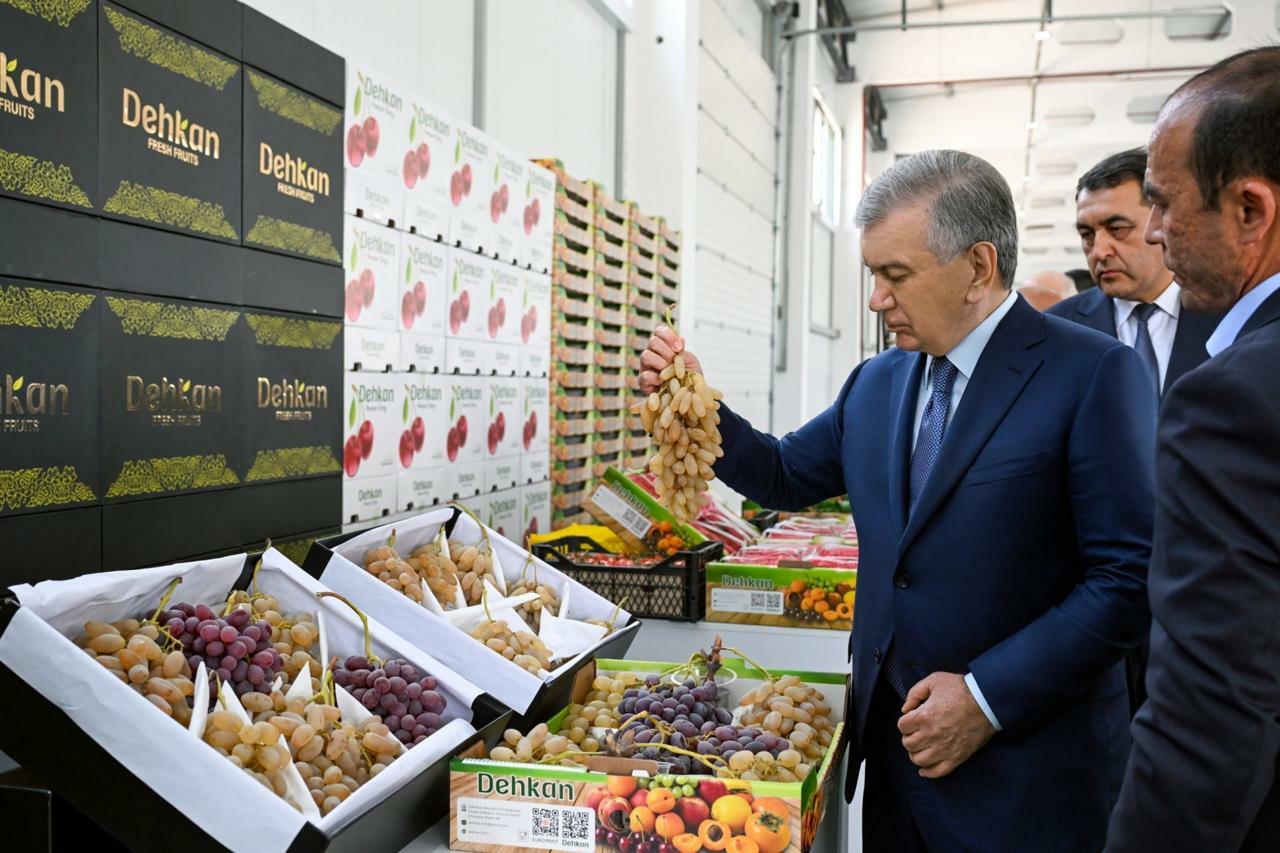 O‘zbek dalasidan dunyo bozoriga: Farg‘onada eksportga yo‘naltirilgan “Quva Agrostar” markazi ishga tushdi