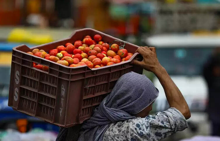 O‘zbek pomidori inqiroz yoqasida