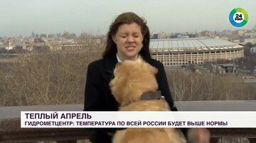 Жонли эфир вақтида ит журналистнинг микрофонини олиб қочди