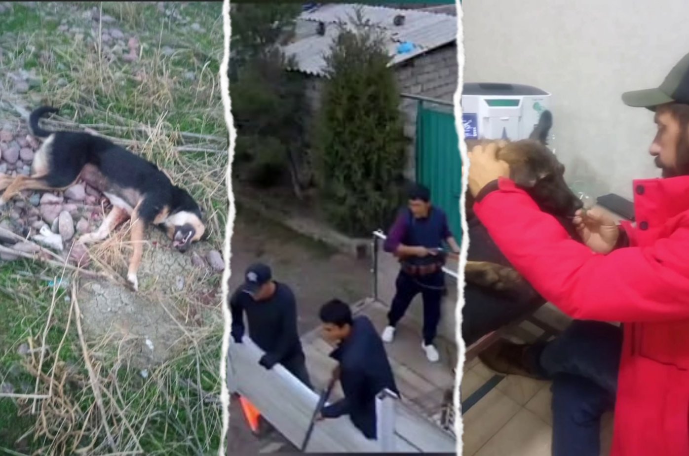 Hayvonlarning ommaviy qatli: Piskentdagi holatga ko‘z yumildimi?