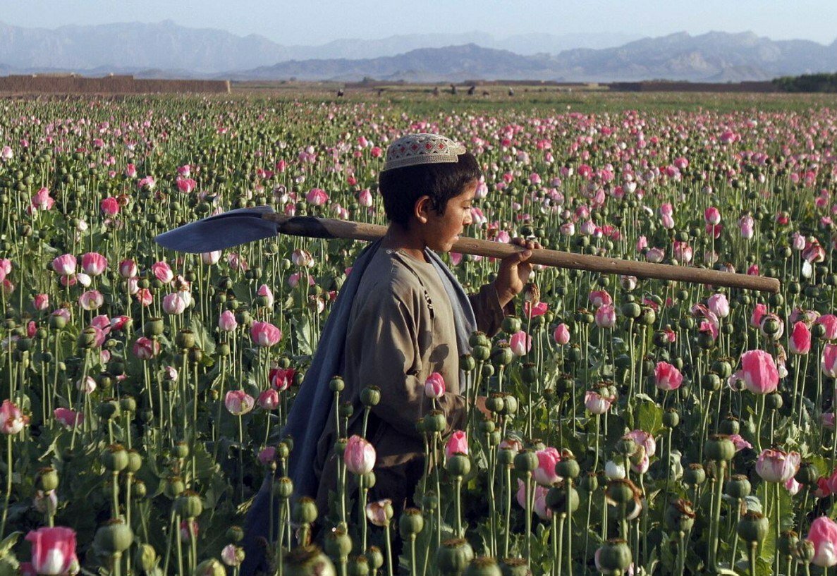 “Tolibon”ning taqiqlari ish bermadi: Afg‘onistonda ko‘knori yetishtirish hajmi yana oshyapti