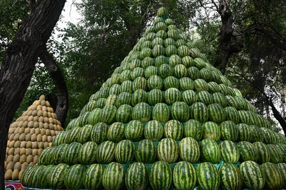 Nimaga bu yil tarvuz narxi rekord darajada pastlab ketdi?