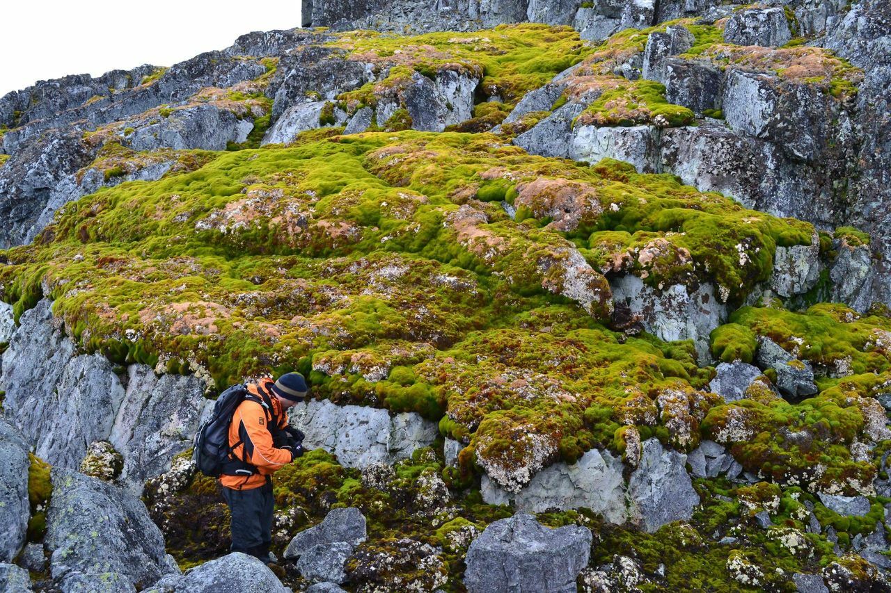 Global isish tufayli Antarktidada yashil hududlar shiddat bilan ko‘payib bormoqda