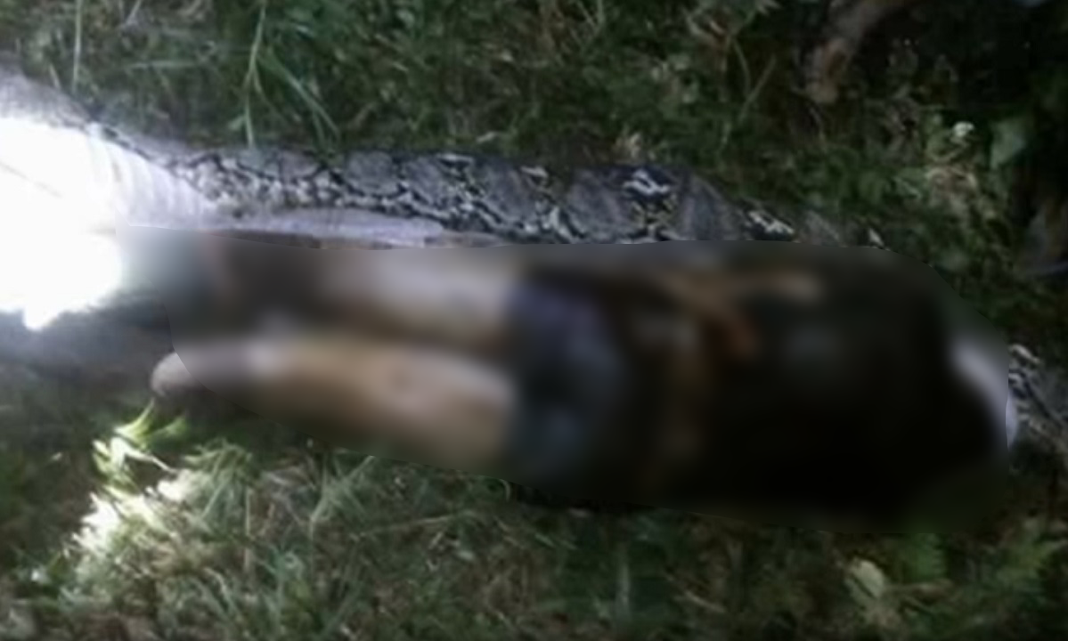 Faridaning jasadi piton iloni qornidan topildi