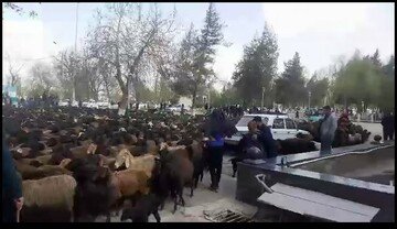 Самарқандда яйлов йўқлигидан норози халқ қўйларини ҳокимият биноси олдига ҳайдаб келди (+видео)