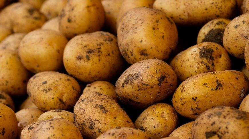 Bozorlarda kartoshka narxi 12,9%ga qimmatladi