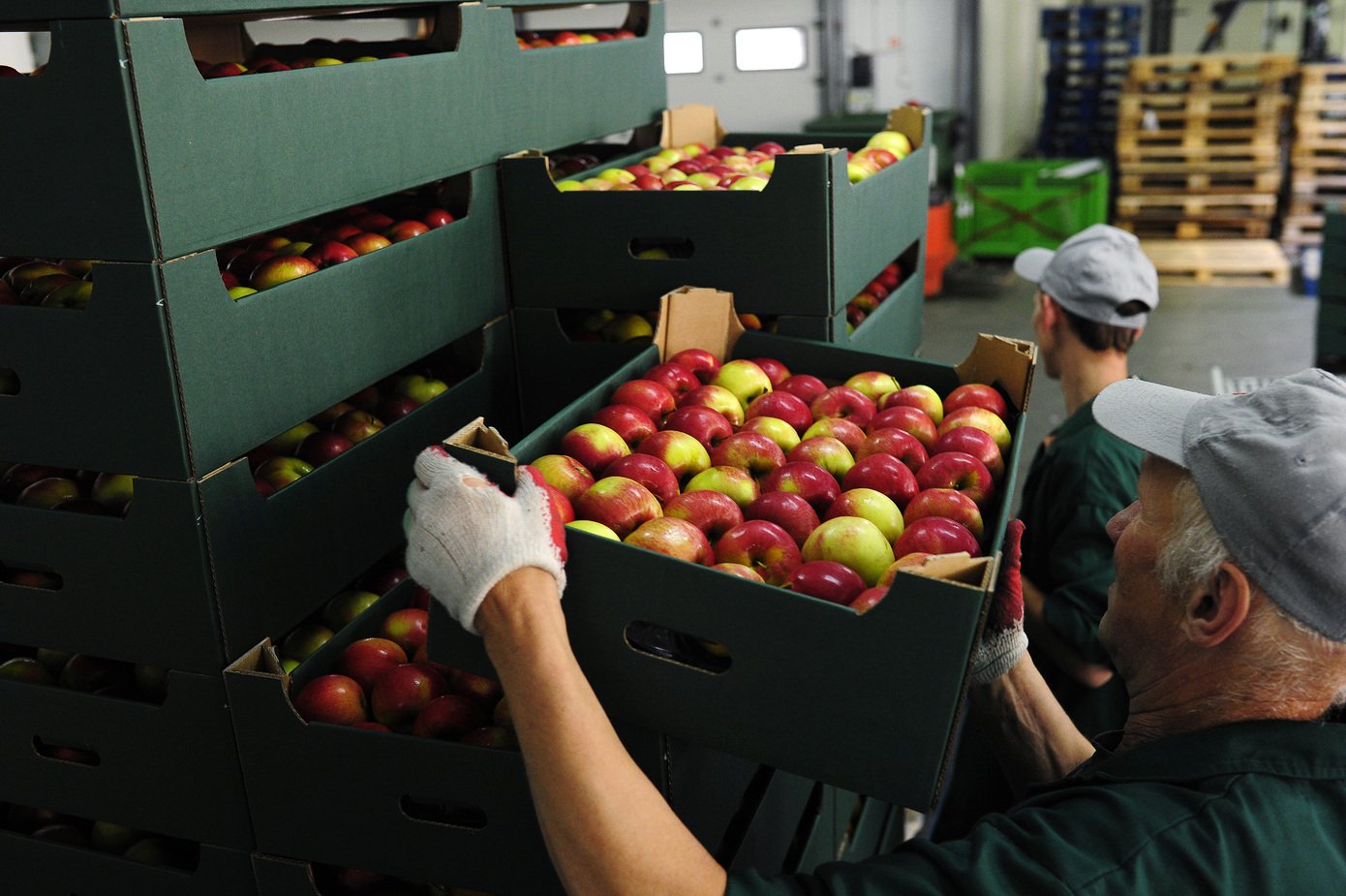 meva eksport fruits export