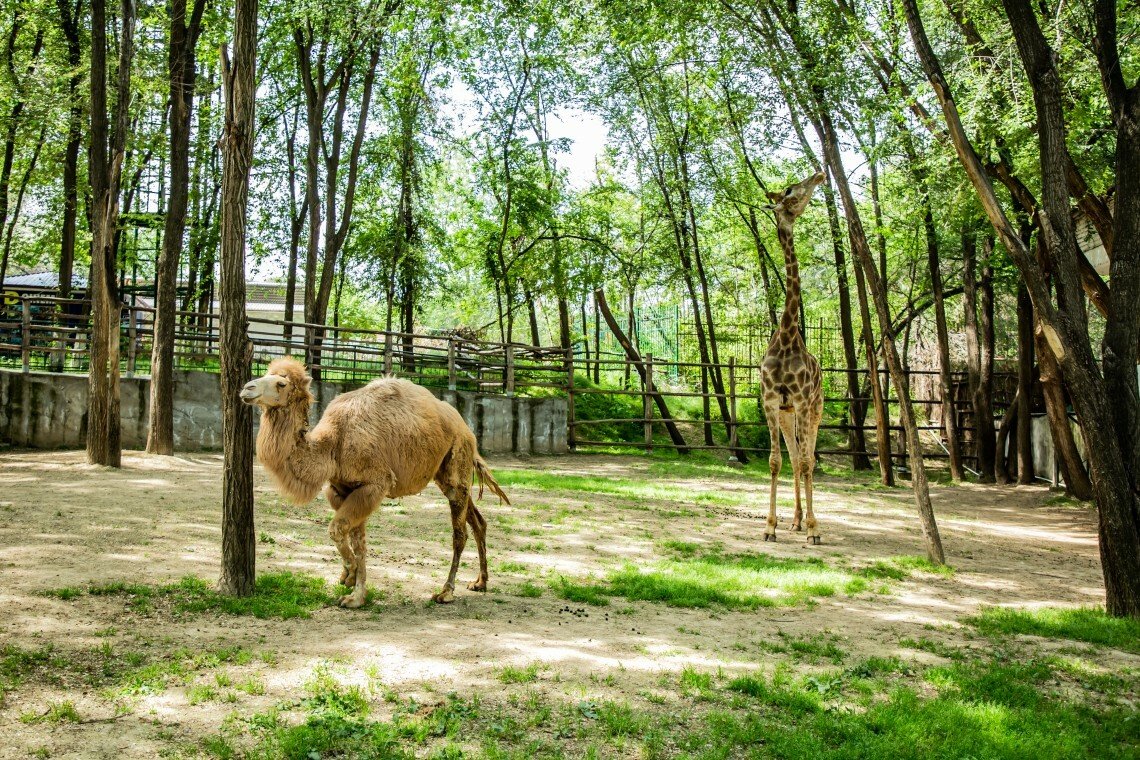 Toshkent hayvonot bog‘ida navbatdagi vasiylik dasturi ochildi