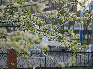 ob havo daraxt gullagan 