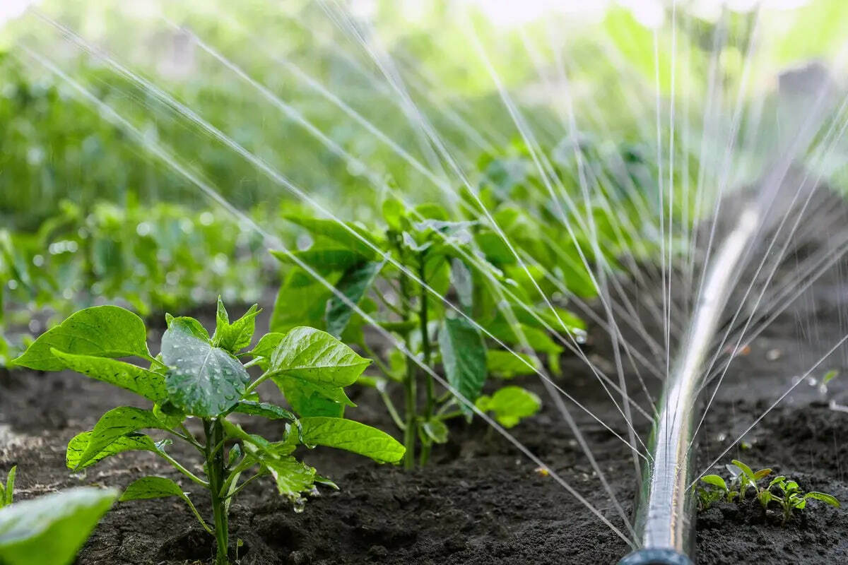 Daraxtlarni sugʻorishning zamonaviy tizimi joriy qilinadi