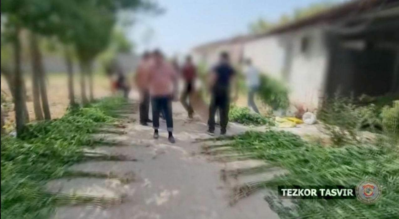 Samarqandda fuqaro dalahovlisidan 670 tup kannabis va 15 kg marixuanna topildi