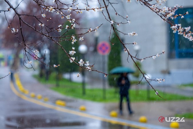 “Bizdan bahor begonadir borgan sari” — fotojamlanma