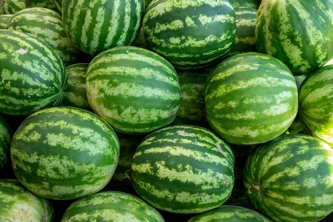Tarvuz yili: Bozorda tarvuz so‘nggi 10 yillikdagi eng arzon narxlarda baholanmoqda