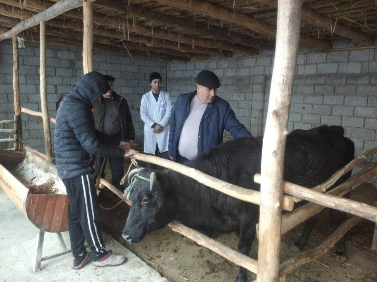 Farg‘onada qoramollarda yuqumli kasallik tarqalyaptimi?