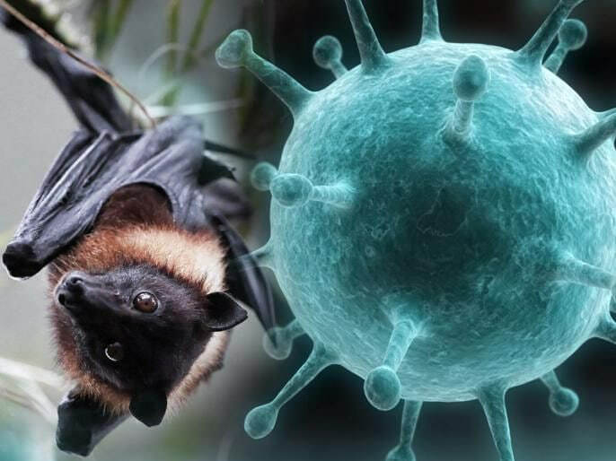 Nipah virusi dunyoni yana xavotirga solmoqda: Haqiqiy tahdidmi yoki navbatdagi epidemiologik ogohlantirish?
