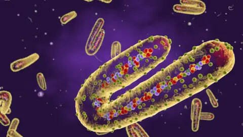 Dunyo xavf ostida: JSST yana bir virusli epidemiya paydo boʻlishi haqida ogohlantirdi
