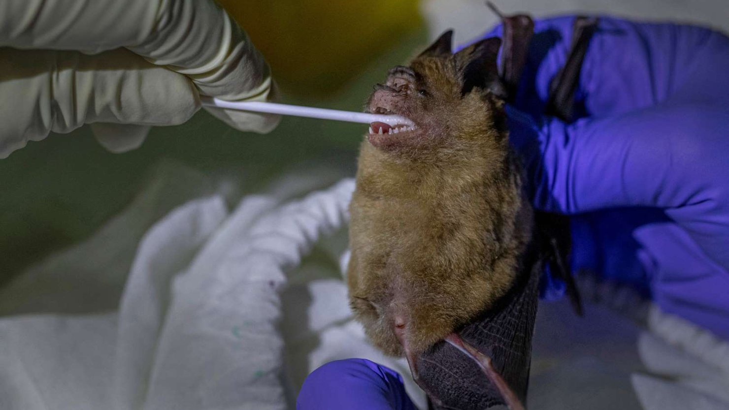 Ko‘rshapalaklarda odamlarga yuqadigan yangi koronavirus turi aniqlandi