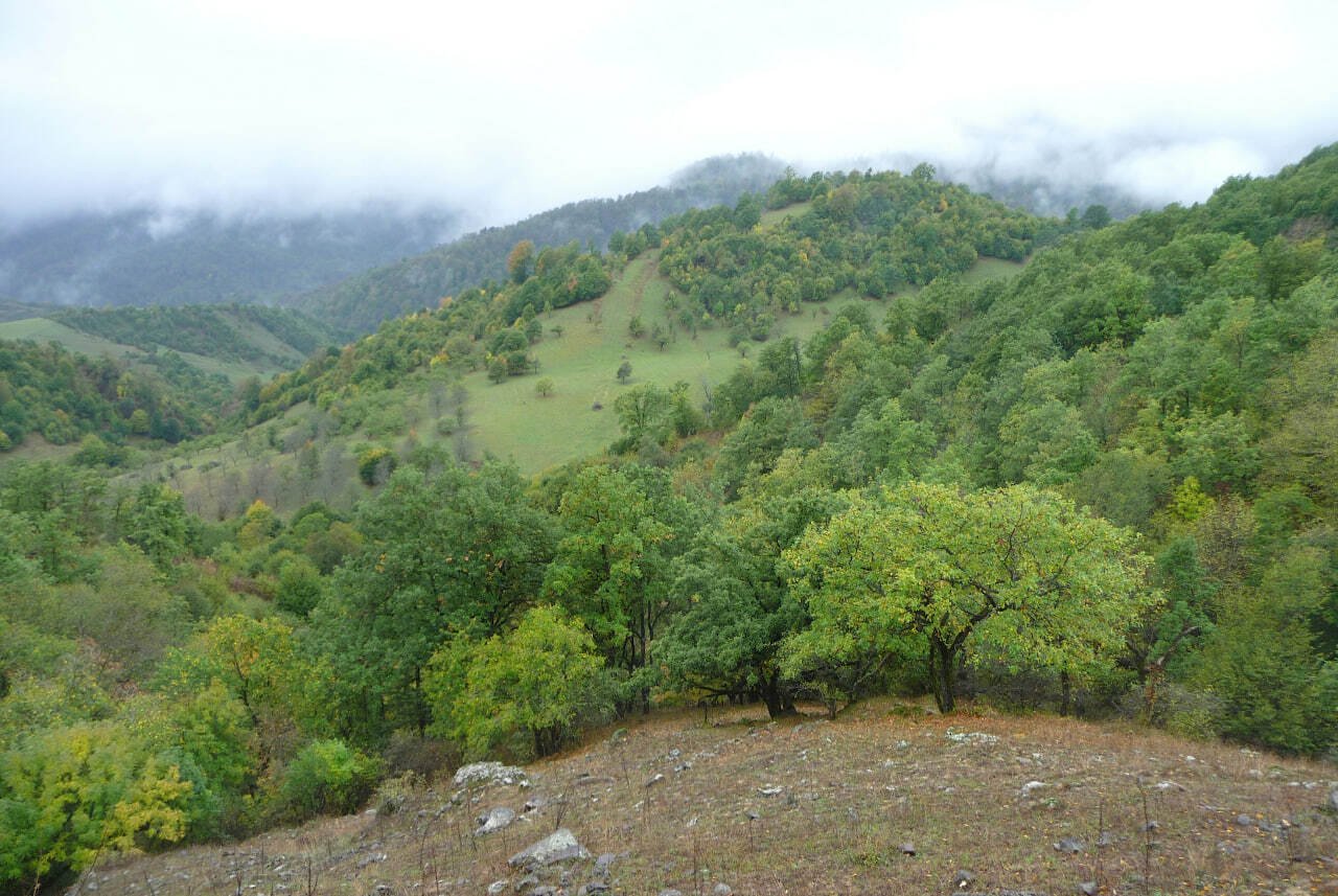 Yashillikka bir qadam: Endilikda, ayrim hududlarda himoya o‘rmonlari tashkil etiladi