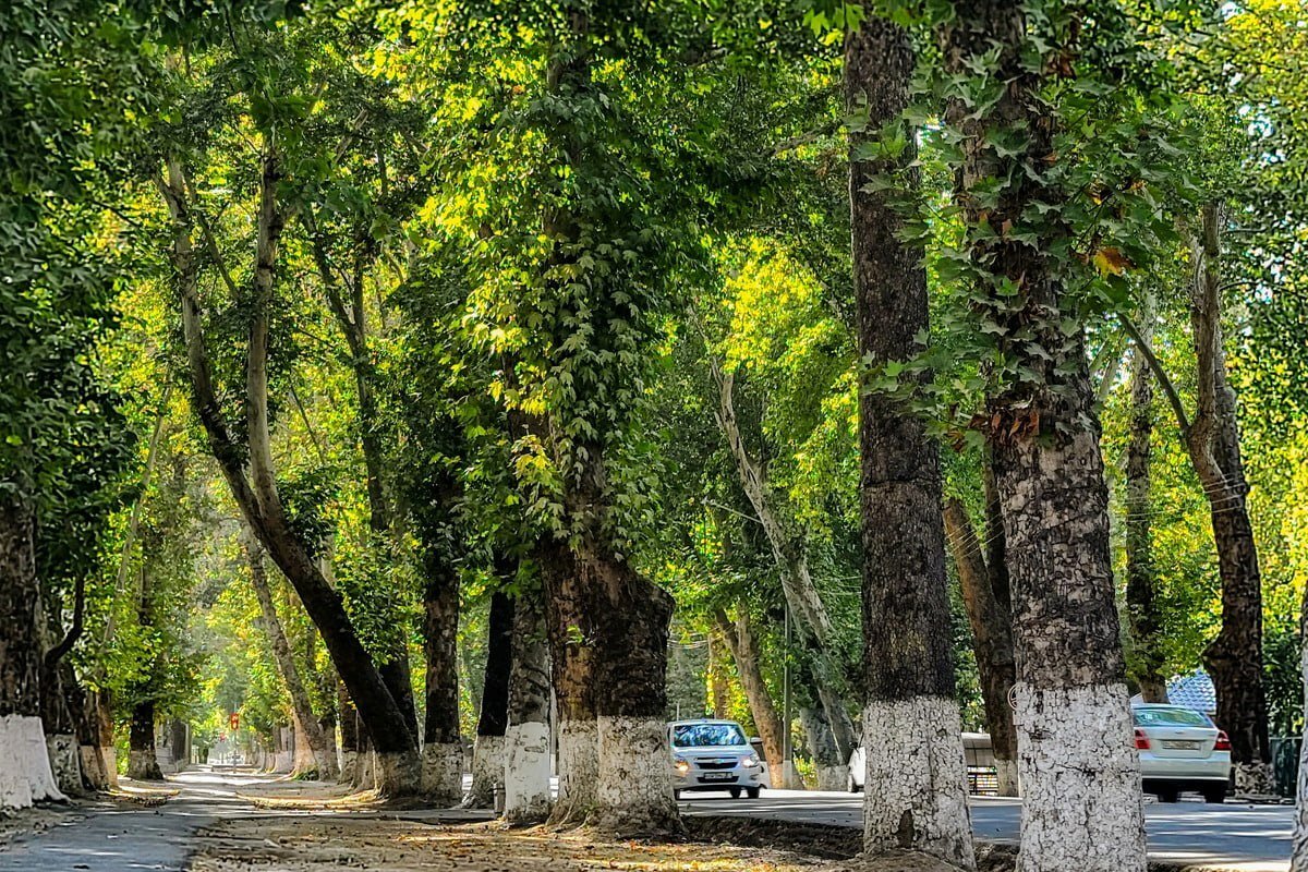 Toshkentning eski “Sputnik” massivida dendropark tashkil etiladi